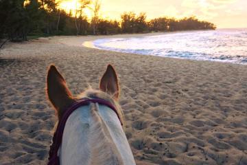 Horseback riding Oahu