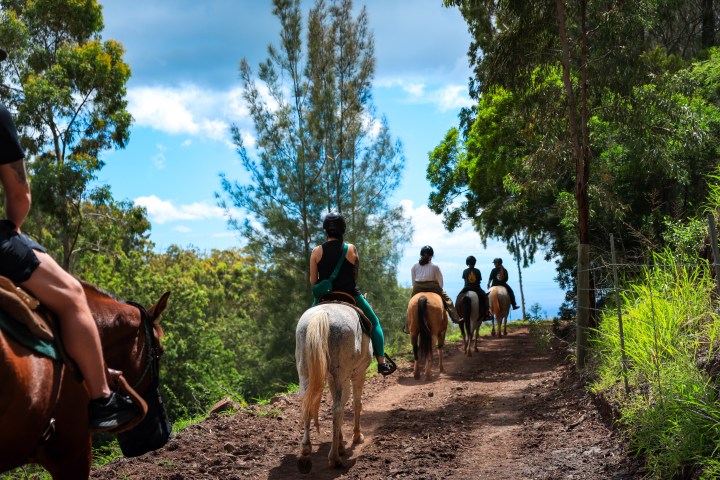Group horseback riding on a forest trail under a blue sky.