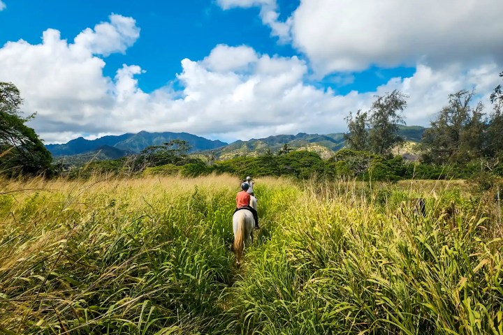 Person riding a horse through tall grass with mountains in the background under a blue sky.