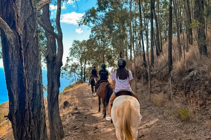 Group horseback riding on a forest trail under a clear blue sky.