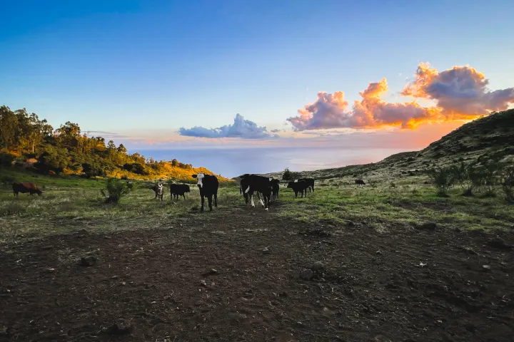 a person riding a horse in a field