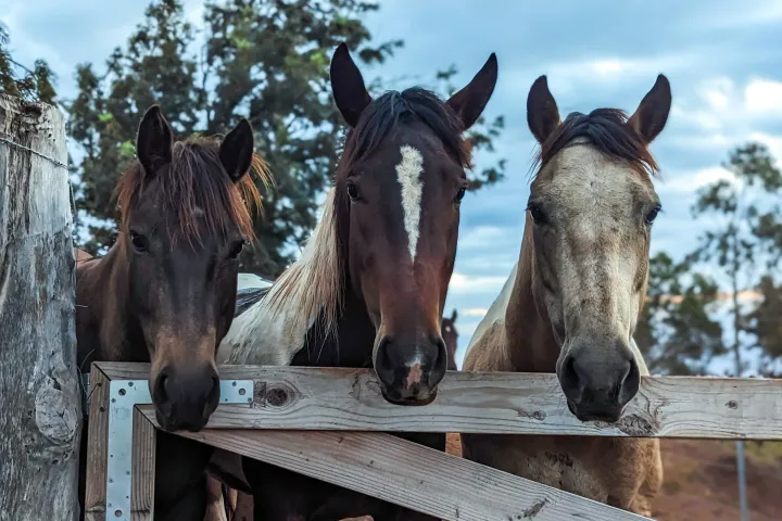 a brown horse standing on top of a wooden fence
