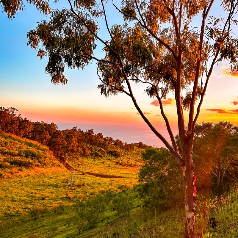 Tree on a grassy hill at sunset with colorful sky and distant horizon.