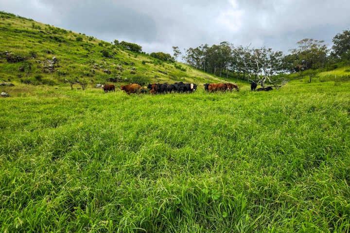 Cattle grazing on a lush green hillside under a cloudy sky.