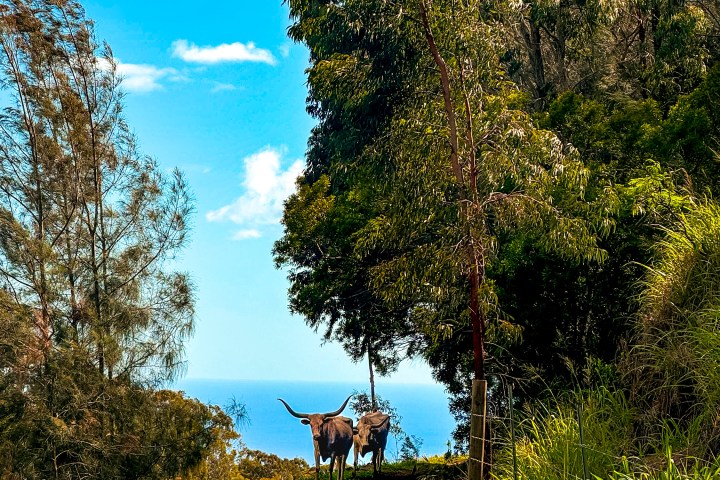 Two cattle standing on a dirt path surrounded by trees, with ocean in the background.